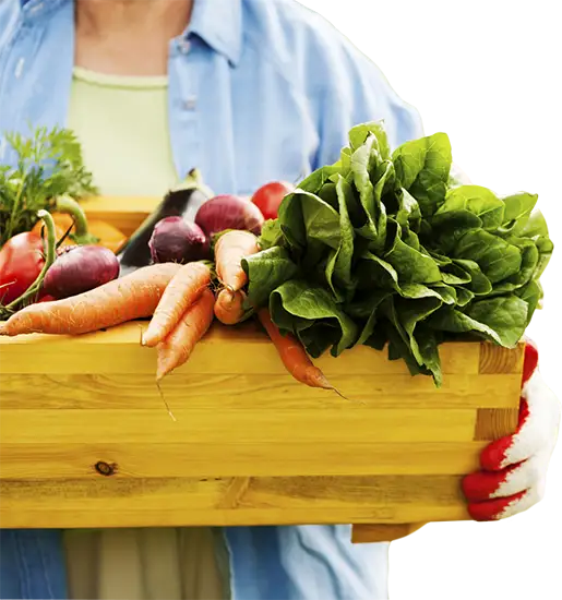 Basket of veggies